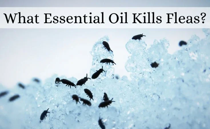 How Neem Oil Works Against Fleas