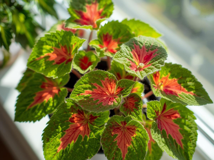 A vibrant plant featuring bright green leaves and striking red flowers, adding a pop of color to its surroundings.