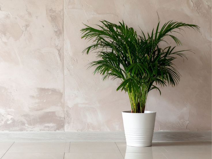 A potted palm plant stands in front of a textured wall, adding a touch of greenery to the indoor space.