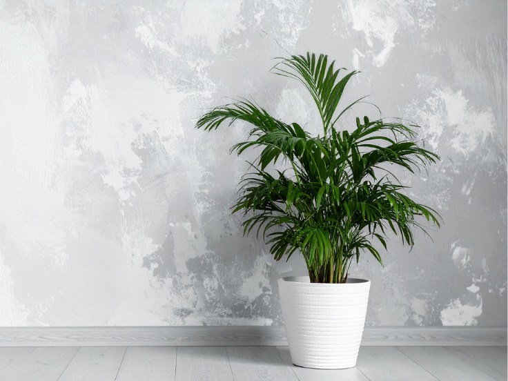 A green potted plant sits in front of a textured wall, adding a touch of nature to the indoor space.
