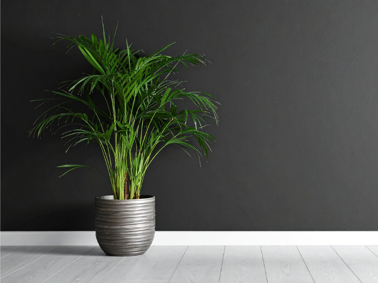 A lush green potted plant is displayed against a striking black wall, creating a beautiful contrast in the setting.
