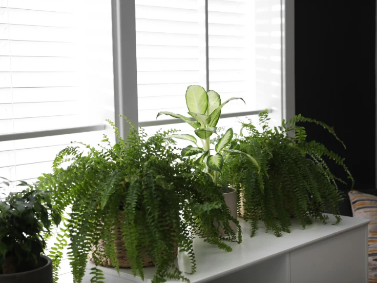 A shelf holds three vibrant potted plants, illuminated by sunlight streaming through a nearby window.