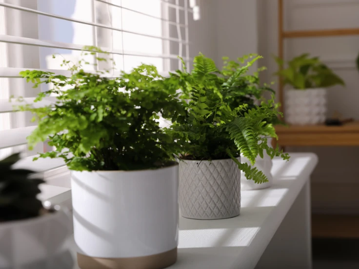 Three cheerful potted plants on a window sill, bringing life and color to the bright indoor setting.