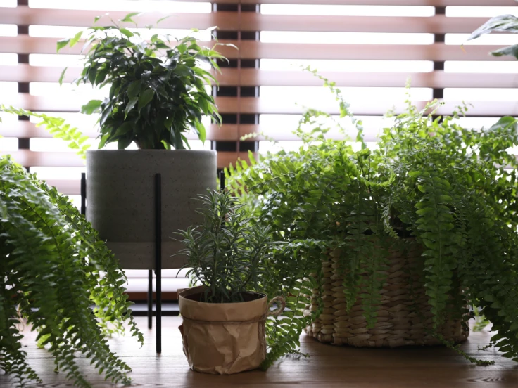 Three potted plants arranged on a wooden floor, adding a touch of greenery to the cozy space.