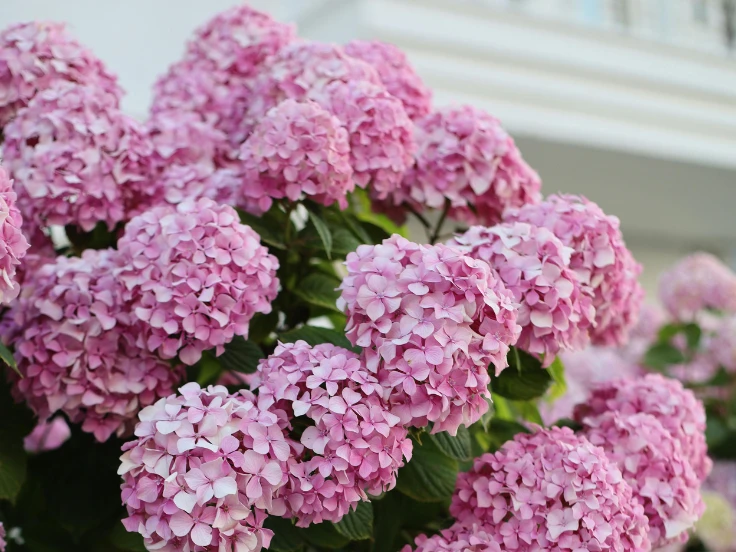 A lush bush of pink flowers contrasts beautifully with a white building behind it.
