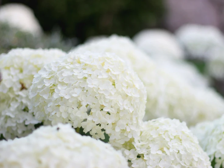 A detailed view of white flowers nestled among lush green foliage in a garden.