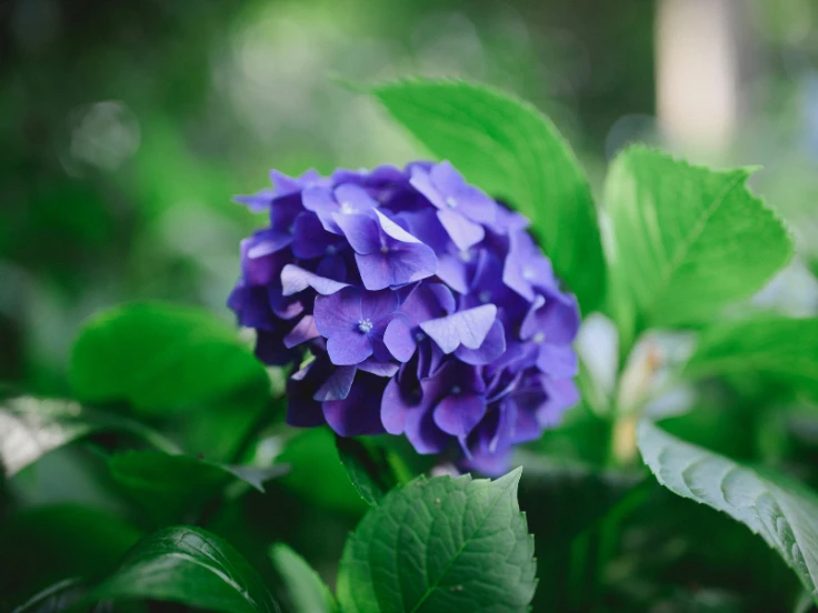 A beautiful purple flower is surrounded by rich green plant leaves.