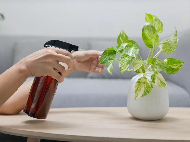 A person gently sprays a green plant with a spray bottle, nurturing its growth and health.
