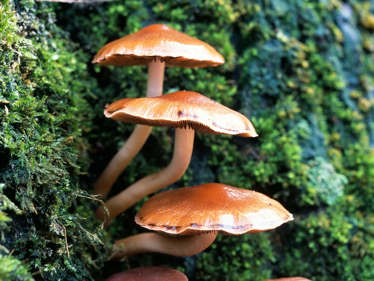 Several mushrooms nestled on a tree, displaying a mix of colors and forms in a natural woodland setting.