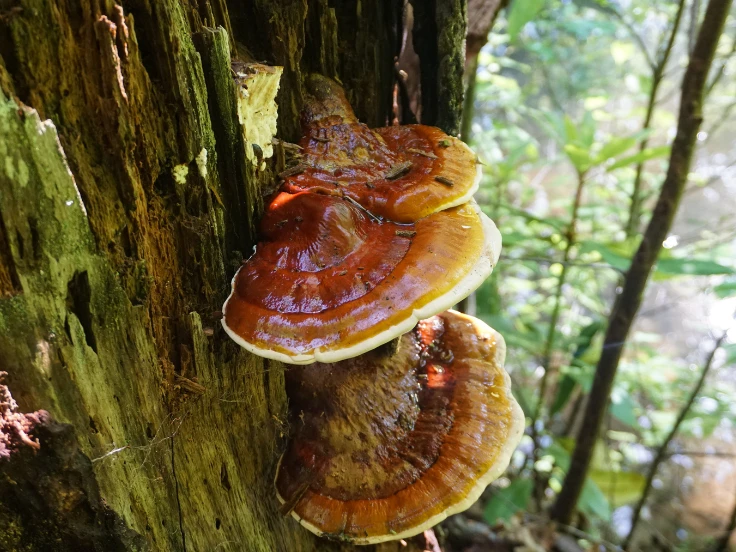 A tree adorned with clusters of mushrooms, illustrating the intricate relationship between trees and fungi.