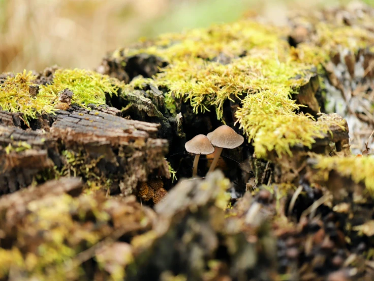 A cluster of mushrooms growing on a weathered tree stump in a natural setting.