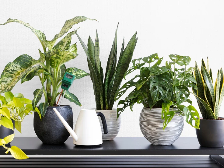 A shelf filled with diverse indoor plants, featuring lush greenery and vibrant leaves in different pots.