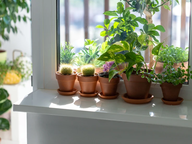 A sunny window sill adorned with various potted plants, adding greenery and life to the indoor space.