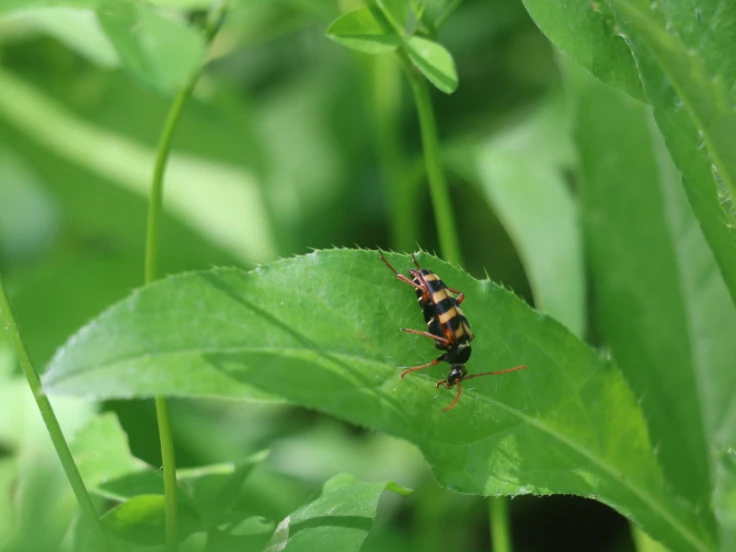 A black and orange insect on a leaf, blending nature's colors with its vivid patterns and textures.