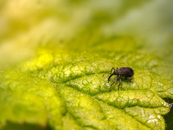 A tiny black insect perched on a lush green leaf, highlighting the beauty of the natural world.