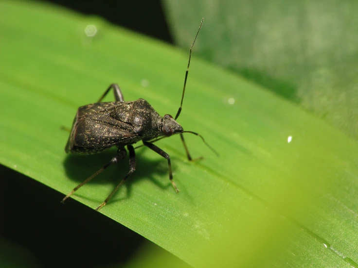 A black bug with long legs rests on a vibrant green leaf, showcasing its unique features in nature.