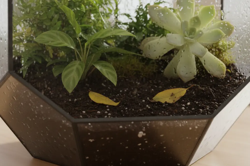 Terrarium mistakes: Overwatering