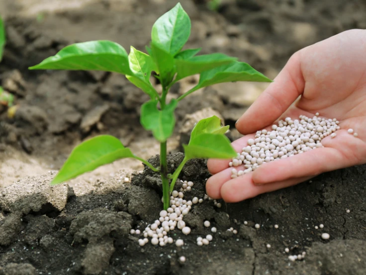 A person holds a small seedling in one hand and a handful of seeds in the other, ready to plant them.