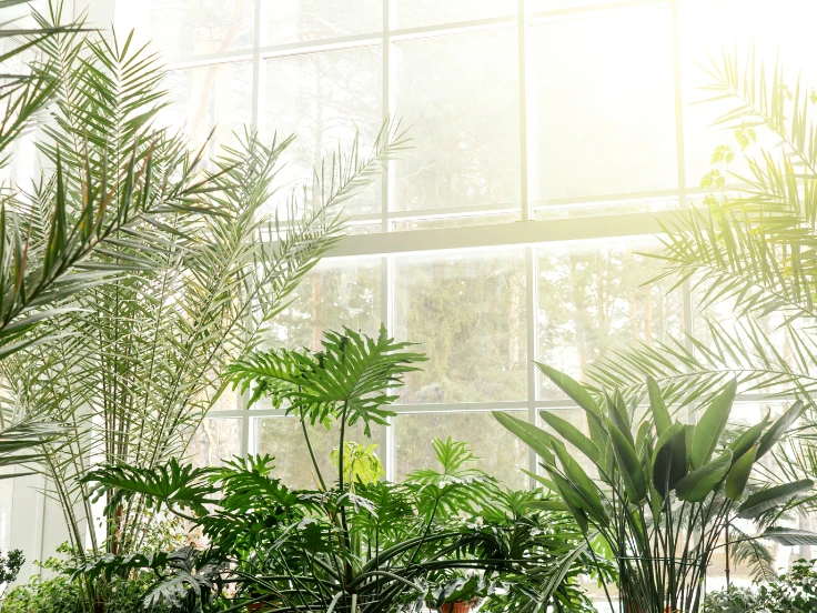 A bright room adorned with numerous potted plants, showcasing a lush and lively indoor garden.