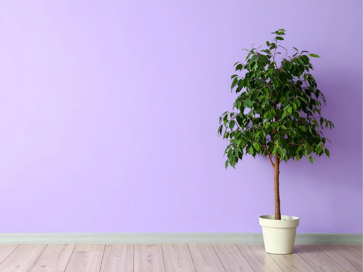 A potted plant in a white container is displayed on a bold purple wall backdrop.