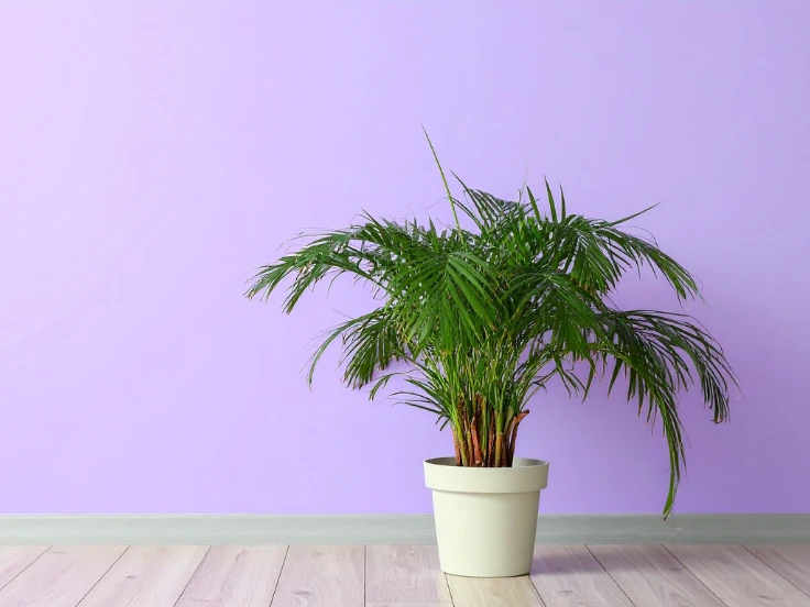 A vibrant potted palm plant stands in front of a bright purple wall, adding a pop of color to the space.