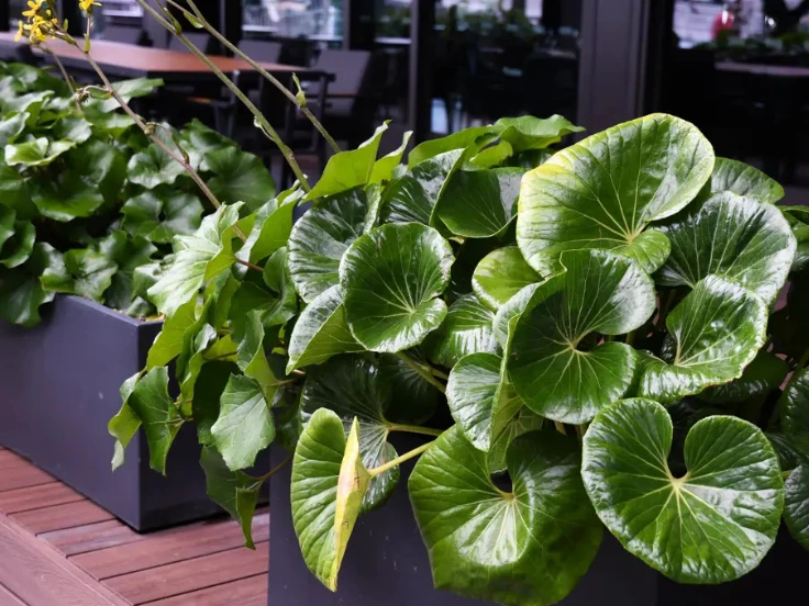 A row of large green plants in sleek black planters, adding a touch of nature to the indoor space.