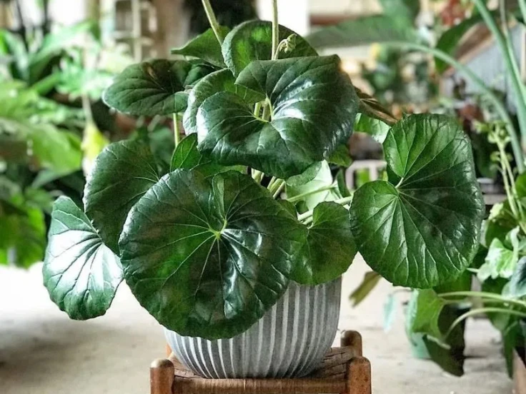 A large-leafed potted plant stands in a well-lit room, bringing a refreshing natural element to the indoor environment.