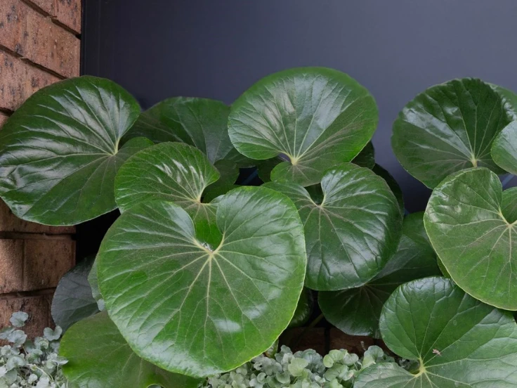 A large plant with broad leaves stands in front of a textured brick wall, creating a vibrant contrast.