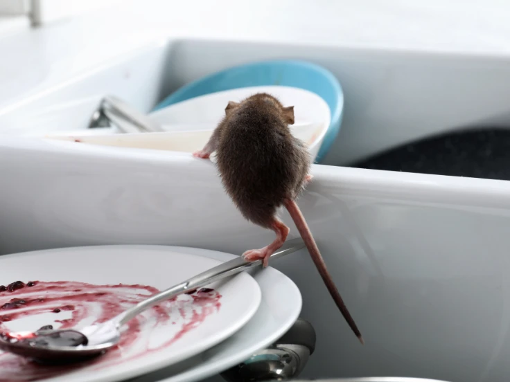 A mouse perches on a plate in a sink, with water and kitchen items visible around it.