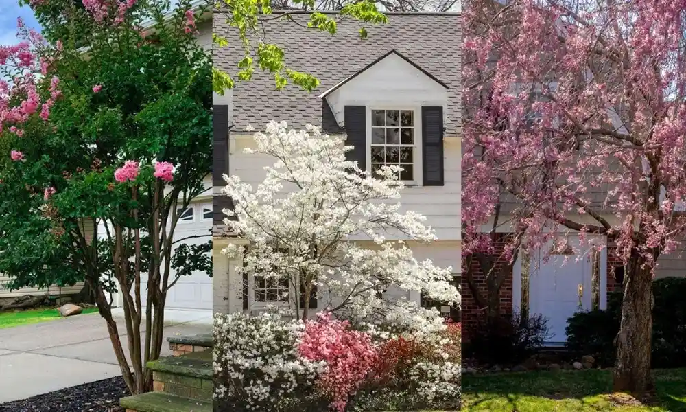 Best Plants for Front of House Ideas by USDA Zones