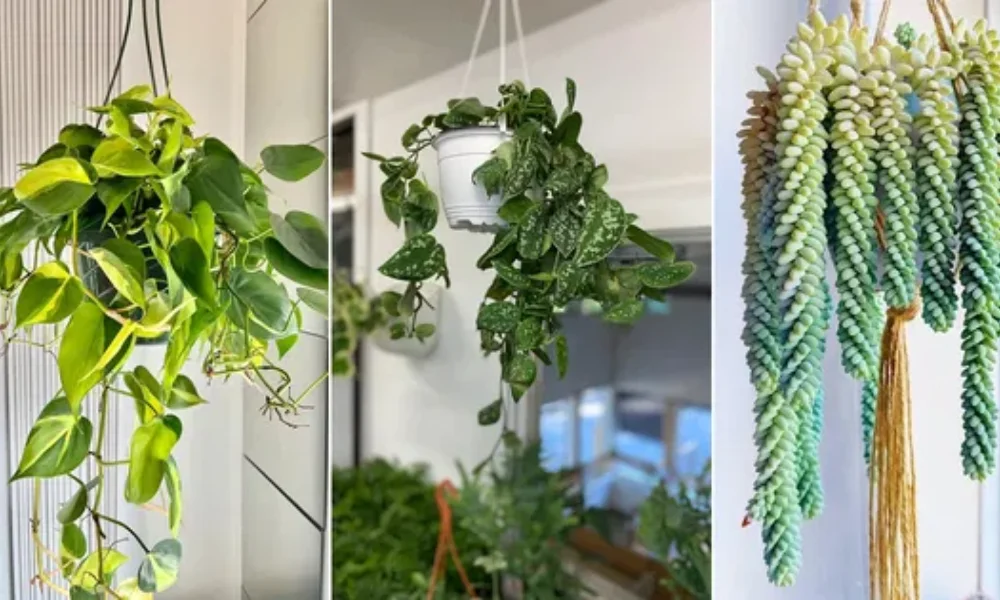 Best Indoor Hanging Plant Ideas for Low-Light Homes