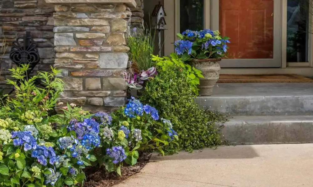 Right Plants for Front Porch Plant Ideas