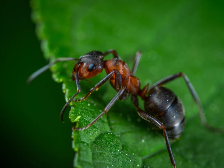 An ant sitting on a leaf, blending into the natural environment with its small size and earthy colors.