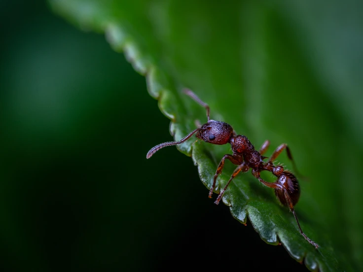 A tiny ant resting on a leaf, blending into the lush green background of nature.