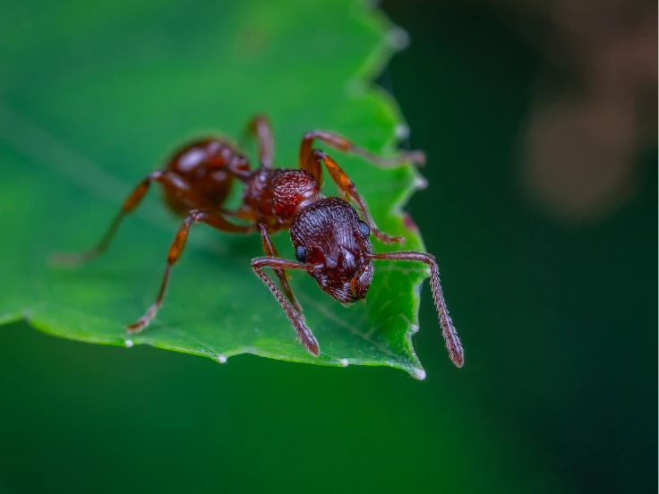 A red ant crawling on a green leaf, showcasing its vibrant color against the natural backdrop.