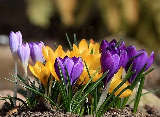 How to Grow Crocuses Successfully