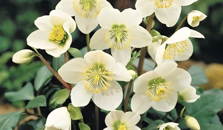 Why Choose Flowers That Bloom in Late Winter?