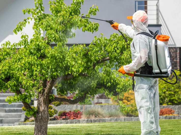 A man in safety gear sprays a tree with pesticide, working to maintain its health and prevent insect damage.
