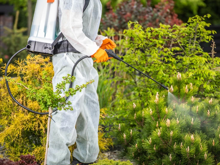 A man in a protective suit sprays a garden with a sprayer, ensuring safety while applying chemicals to the plants.