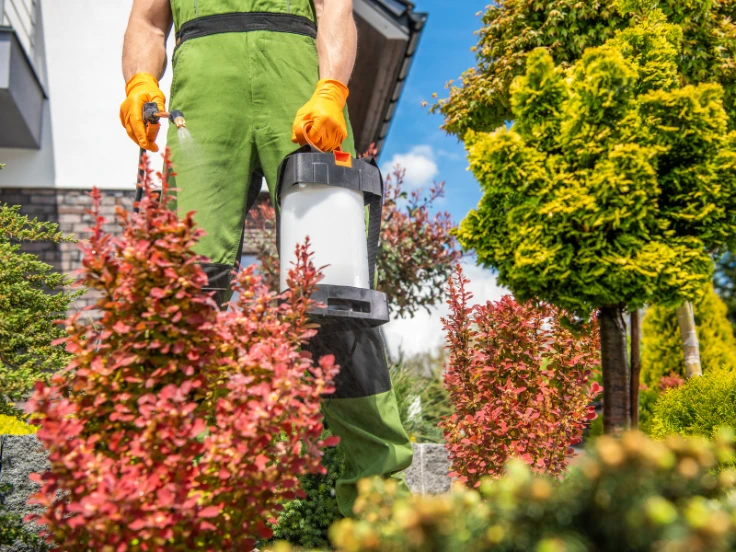 A man in overalls and gloves sprays plants with a garden sprayer, tending to his garden.