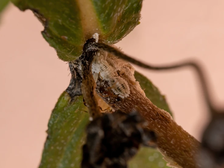 A detailed view of a plant leaf featuring a tiny bug, highlighting the beauty of nature's small creatures.