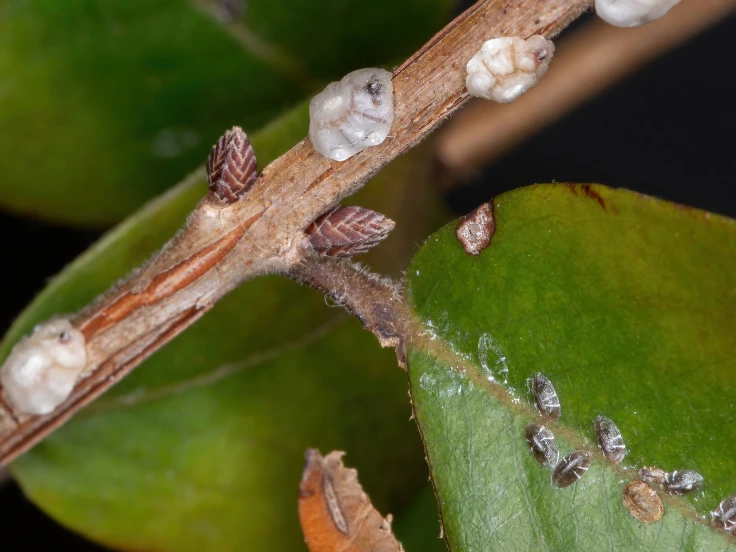 A detailed view of white insects on a branch, highlighting their small size and the texture of the surrounding foliage.