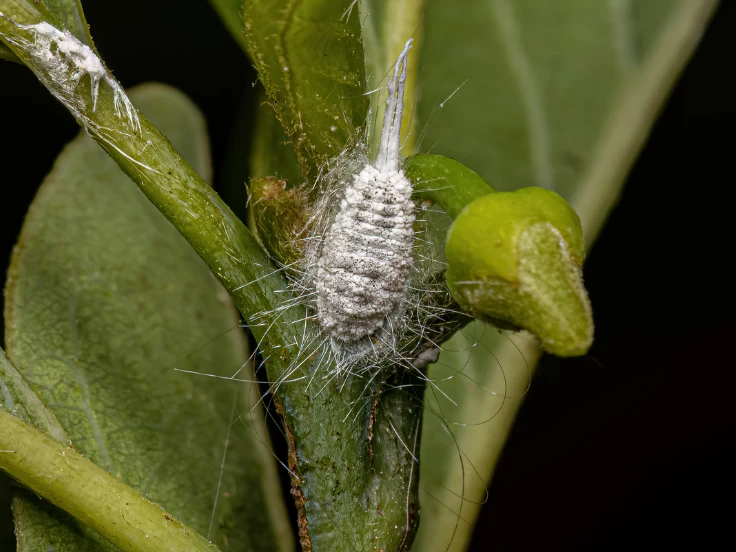 A white insect perched on a lush green leaf, highlighting the beauty of the natural world.