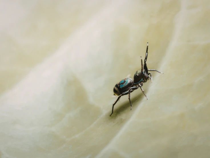 A small bug resting on a green leaf, showcasing its delicate features and natural habitat.