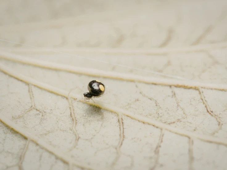 A small bug rests on a green leaf, blending into its natural environment.