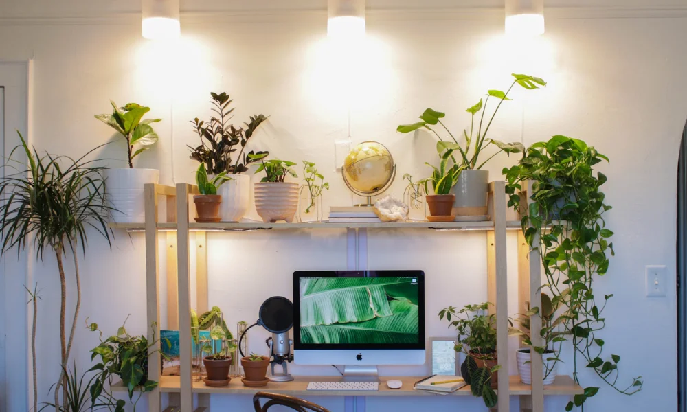 Measure usable light for Living room plant ideas