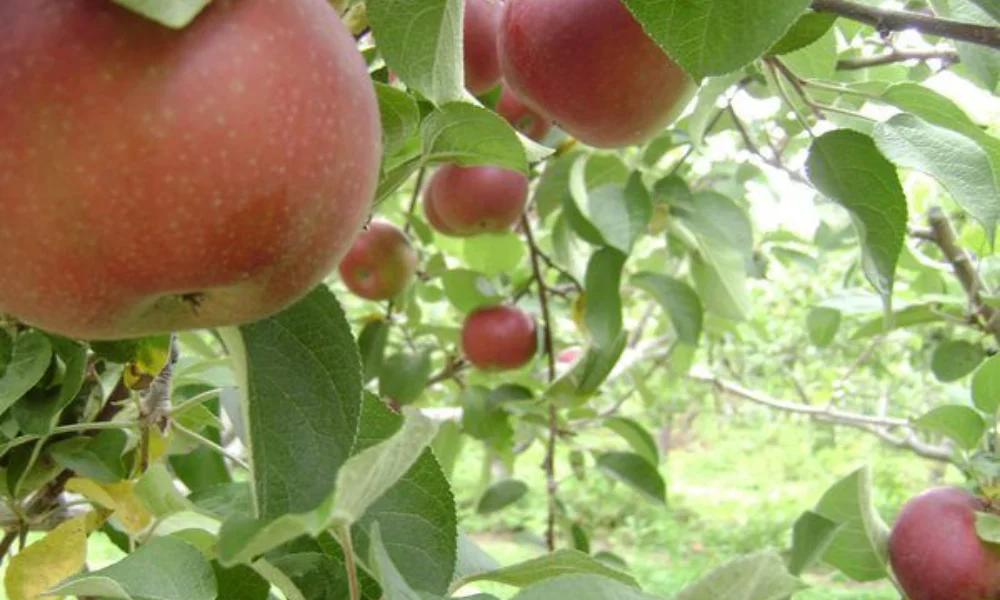Ripe red apples hanging from tree-neem oil for apple trees