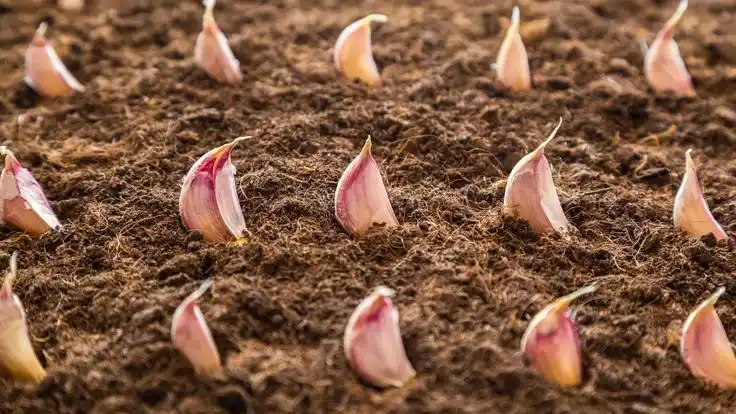 How to Plant Garlic the Right Way