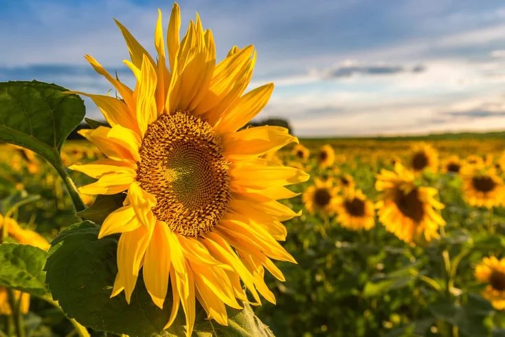 Best Time to Plant Sunflowers by Temperature
