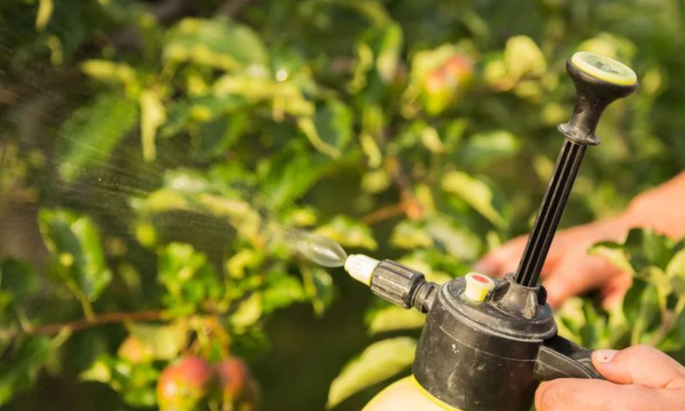 close-up of hands using a spray bottle-neem oil for apple trees